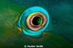 Eye of parrot fish taken at night while asleep inside its... by Hunter Smith 